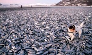herring